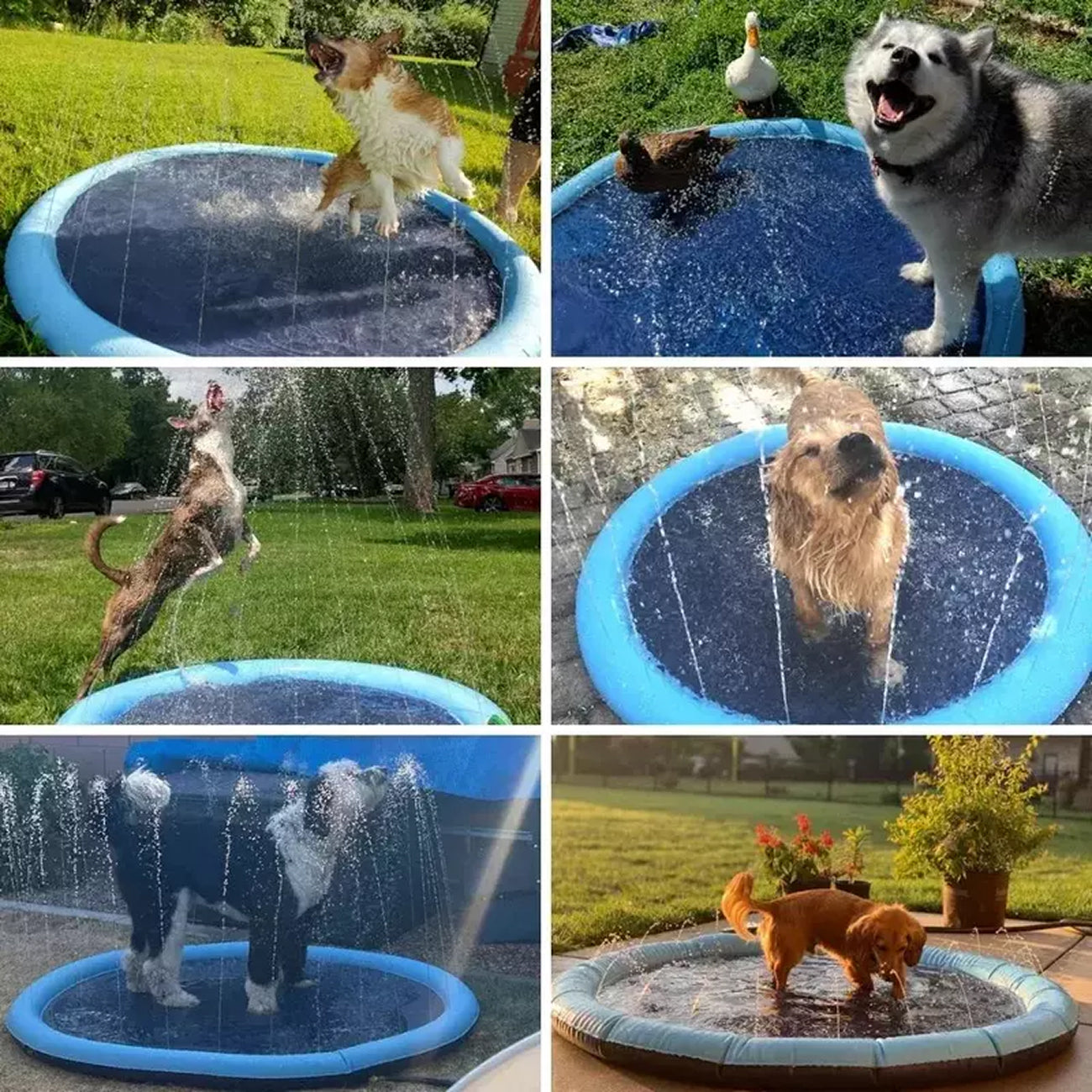 PawWavey