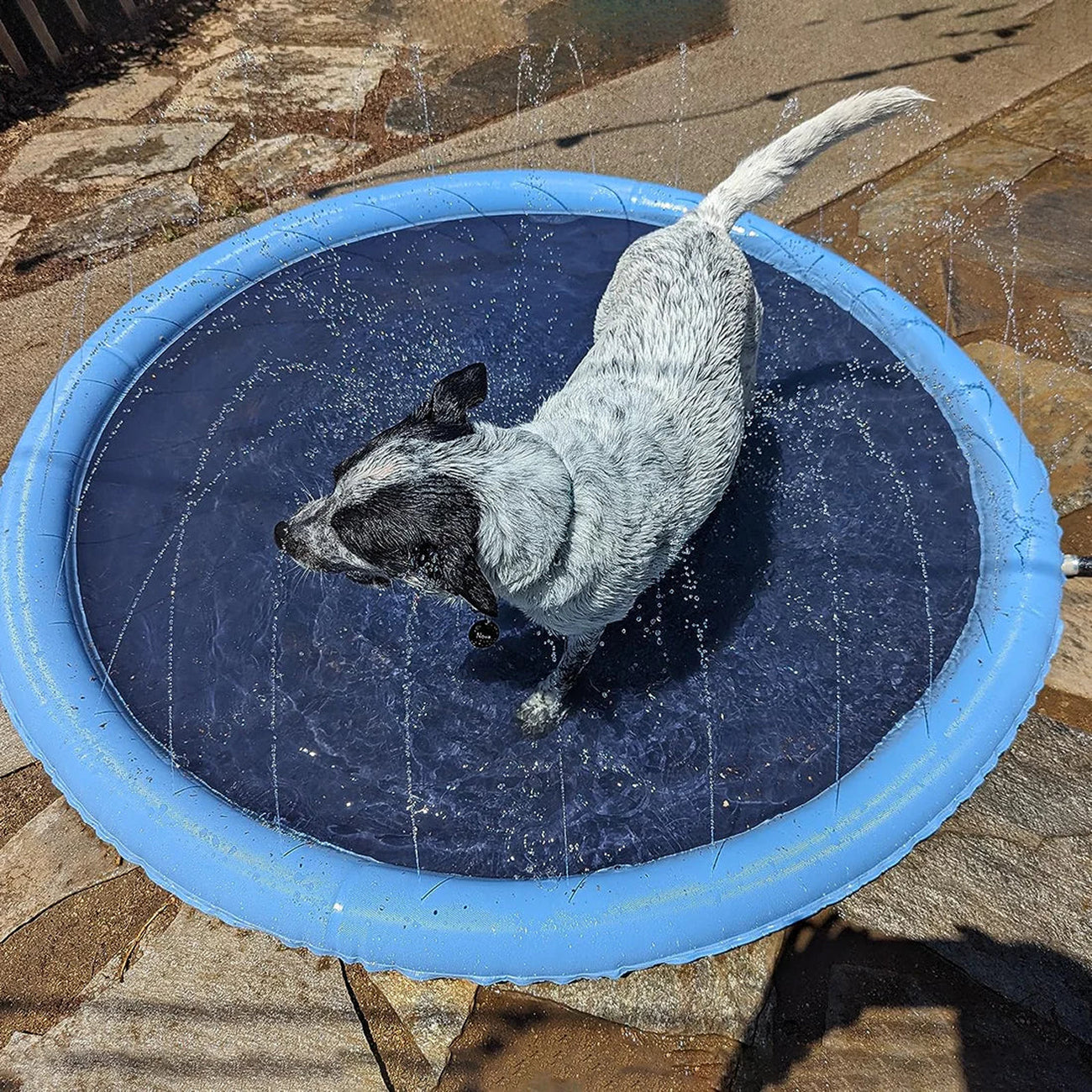 PawWavey