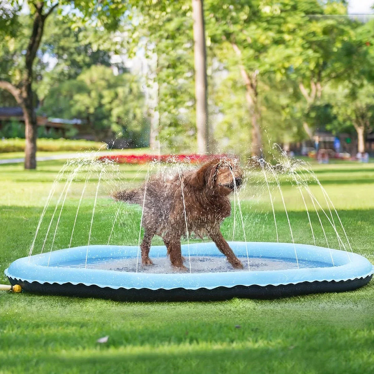 PawWavey