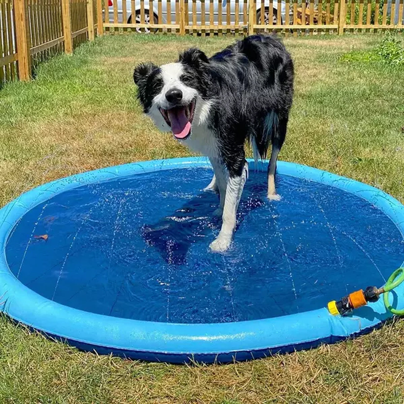 PawWavey