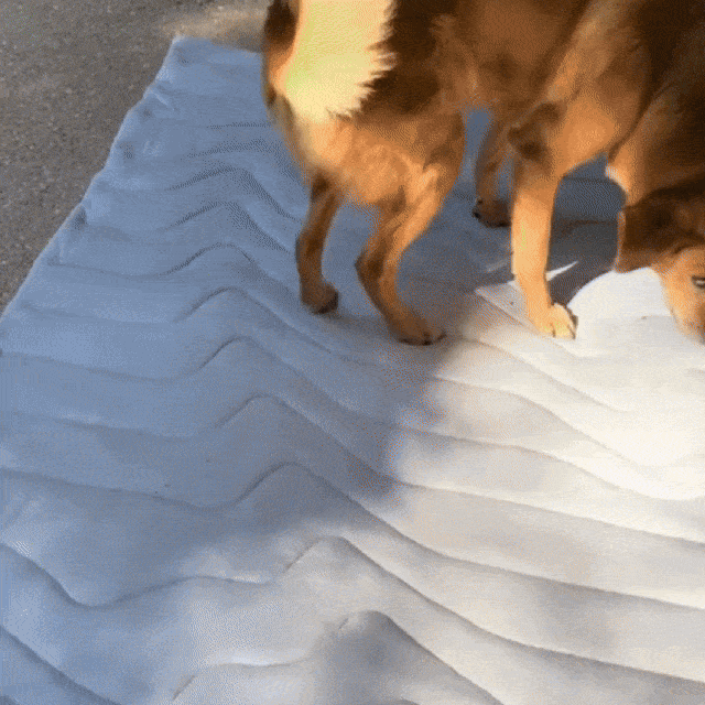 PawFroste
